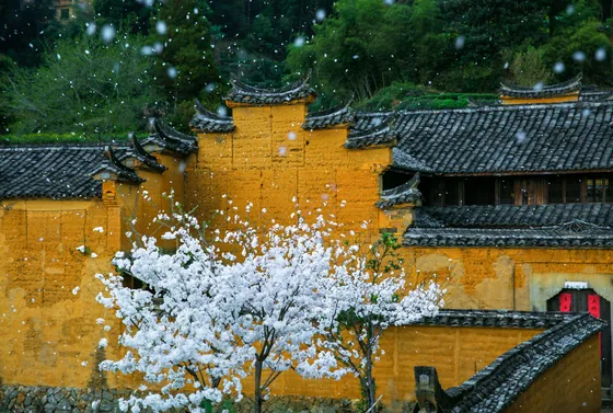 Blossom Like Snow, Songyang, Zhejiang, photographed on 20 March 2022.