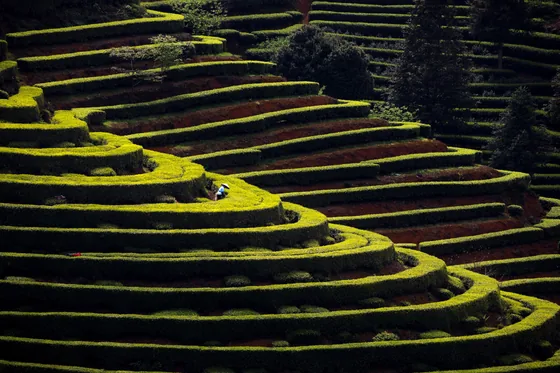 Morning light over tea fields, Suichang, 15 April 2023.