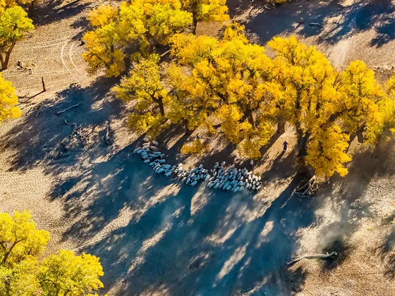 Poplar woodland and morning herding, Ejina, Inner Mongolia, 15 October 2023.
