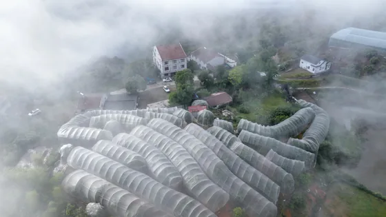 Bayberry cultivation in Qingtian, Zhejiang, 26 May 2024.