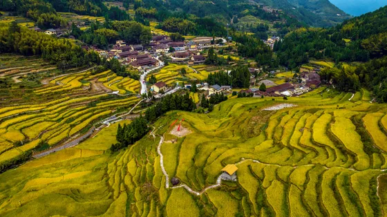 Autumn Terraces, Jingning, Zhejiang, photographed on 23 September 2022.