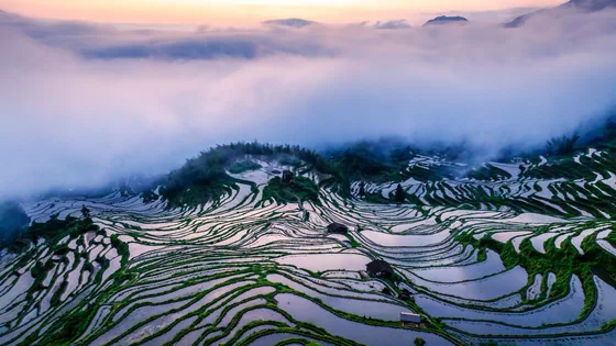 Mist over cultivated terraces in Zheng Wenjun’s portfolio.